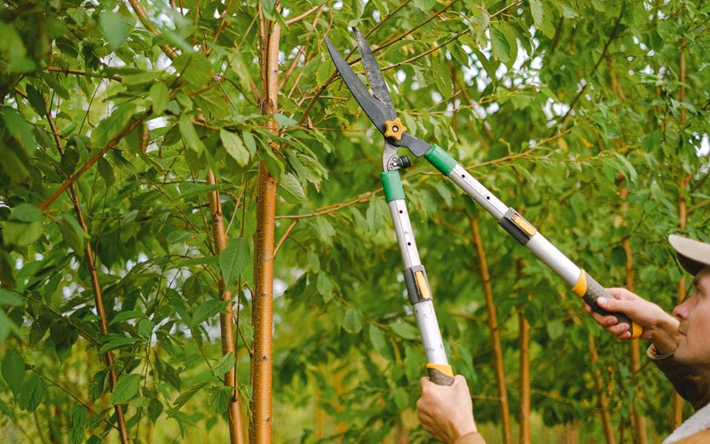 Tree trimming in Salt Lick, KY